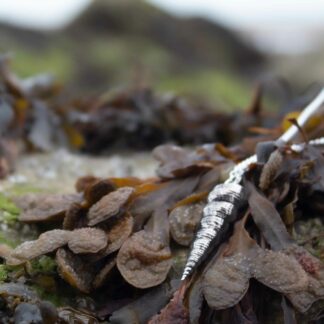 auger-turitila-shell-necklace-natural-background