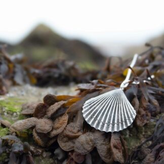 scallop-shell-necklace-natural-background-2